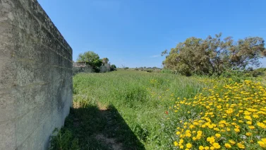 Tarxien Land P000240569